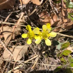 Prairie Buttercup thumbnail 1