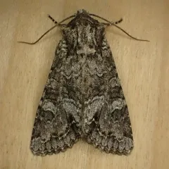 Western Apamea Moth thumbnail 4