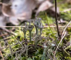 Browned Pixie-cup Lichen thumbnail 3