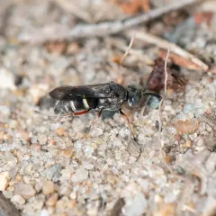 Epinysson tramosericus thumbnail 3