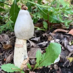 Ravenel's stinkhorn thumbnail 3