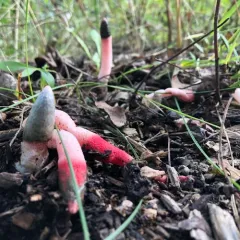 red stinkhorn thumbnail 1