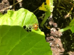 Squash Lady Beetle thumbnail 2