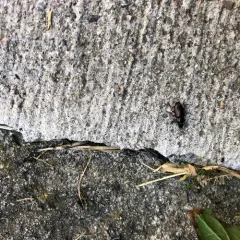 Metallic Harpalus thumbnail 2