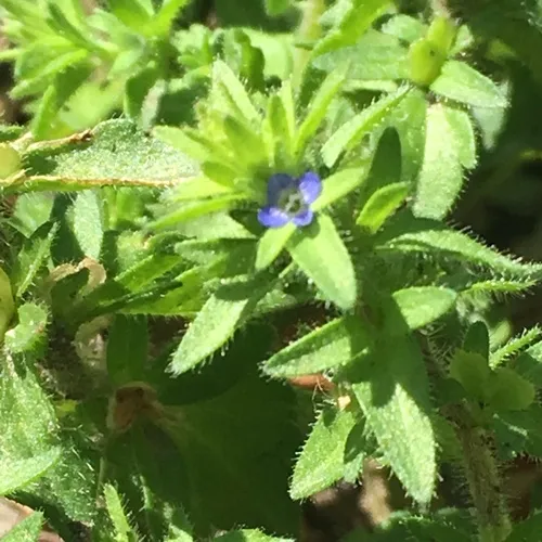 corn speedwell
