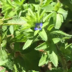 corn speedwell thumbnail 1