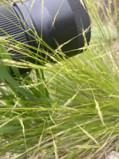 Little Mountain-ricegrass thumbnail 4