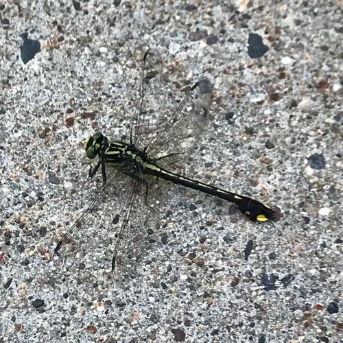 Cobra Clubtail