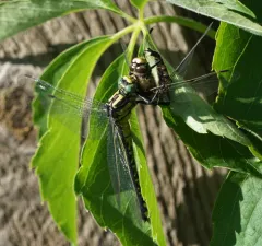 Splendid Clubtail thumbnail 3