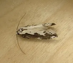 Ethmia marmorea thumbnail 4