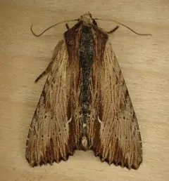 Apamea cuculliformis thumbnail 2