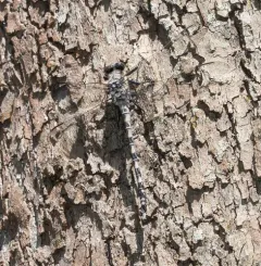 Gray Petaltail thumbnail 3