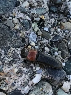 Melanotus leonardi thumbnail 2