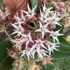 showy milkweed thumbnail 3