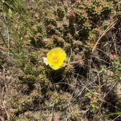 Brittle Pricklypear thumbnail 2