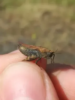 Aztec Pygmy Grasshopper thumbnail 4