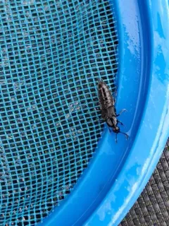 Tympanophorus puncticollis thumbnail 2