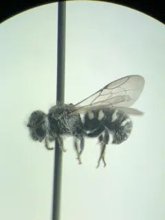 Spot-sided Dark Bee thumbnail 2