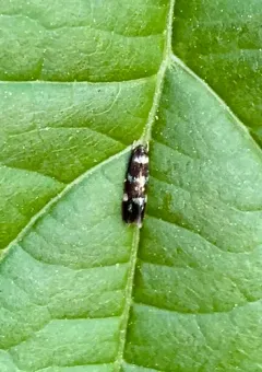 Elachista madarella thumbnail 2
