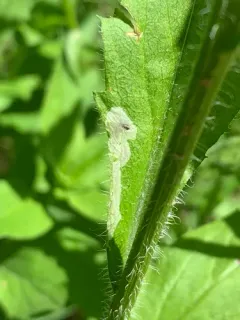 Aster Leafminer thumbnail 2