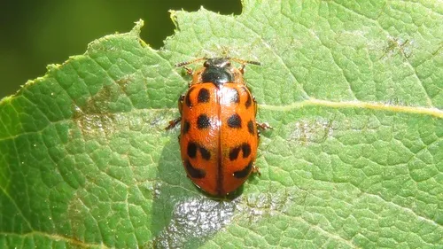 Knab's Leaf Beetle