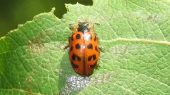 Knab's Leaf Beetle thumbnail 1