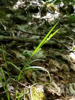 Necklace Spike Sedge thumbnail 2