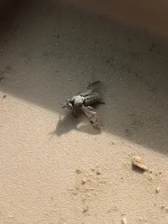 Silvius quadrivittatus thumbnail 4