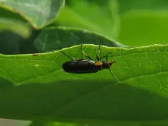 Variable False Darkling Beetle thumbnail 3