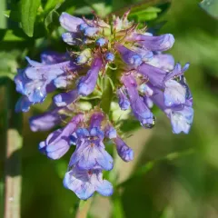 Small-flower Beardtongue thumbnail 3