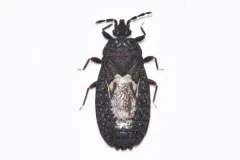Neuroctenus simplex thumbnail 3