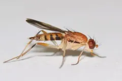 Clusia lateralis thumbnail 2