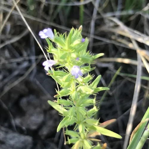Rough False Pennyroyal