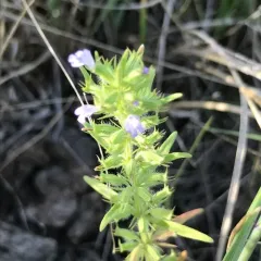 Rough False Pennyroyal thumbnail 1