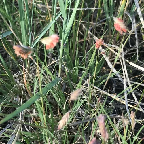 buffalograss