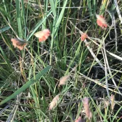 buffalograss thumbnail 1