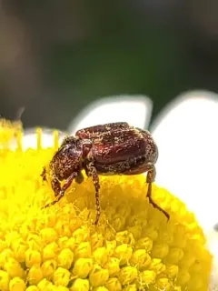 Valgus canaliculatus thumbnail 3