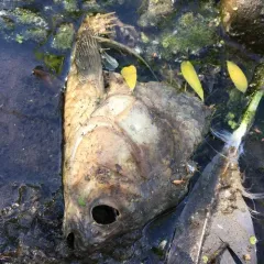 American Gizzard Shad thumbnail 2