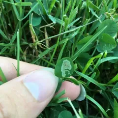 Liriomyza fricki thumbnail 2