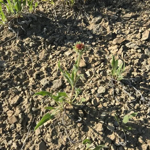 narrow-leaved purple coneflower
