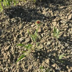 narrow-leaved purple coneflower thumbnail 1