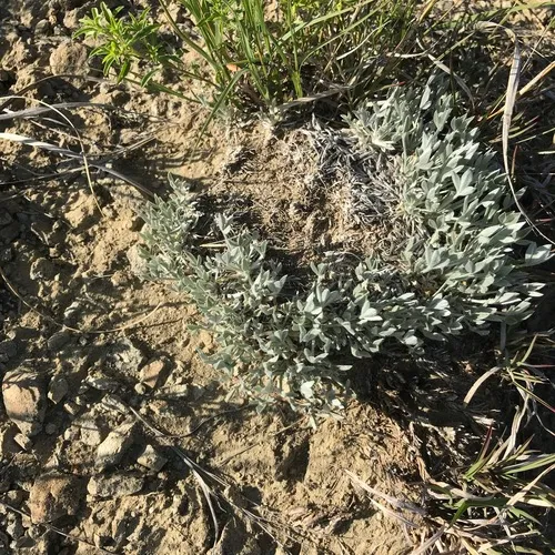 Threeleaf Milkvetch