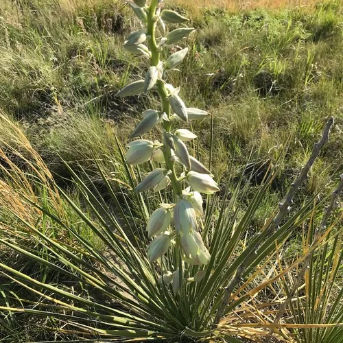 Great Plains yucca
