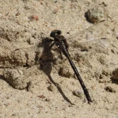 Dusky Clubtail thumbnail 3