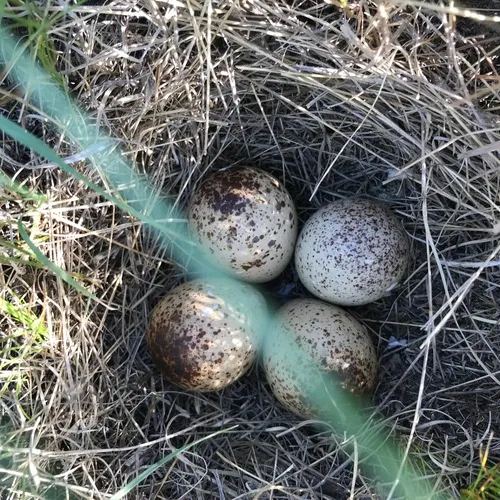 Upland Sandpiper