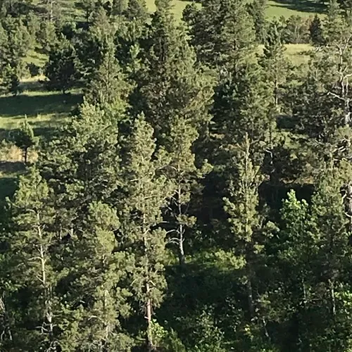 Rocky Mountains Ponderosa Pine