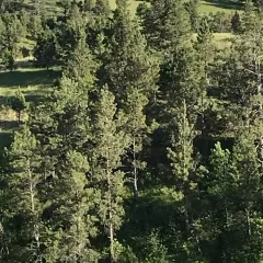 Rocky Mountains Ponderosa Pine thumbnail 1