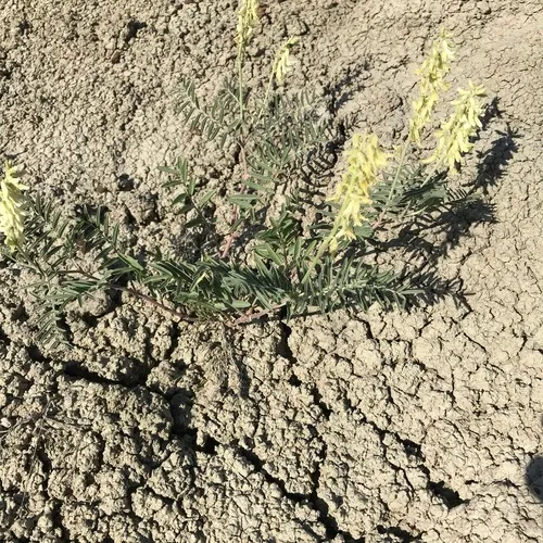 Racemose Milkvetch