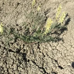 Racemose Milkvetch thumbnail 1