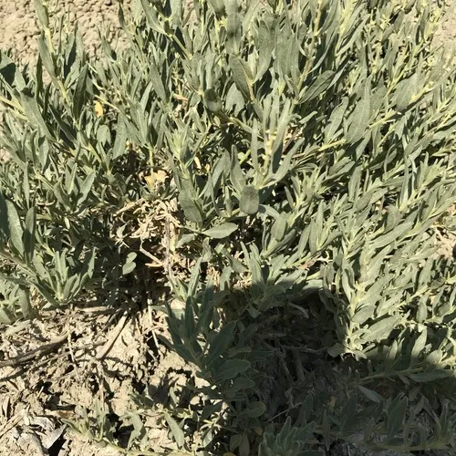Fourwing Saltbush